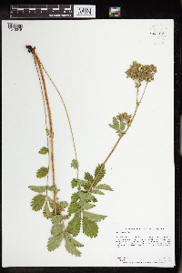 Drymocallis arguta image
