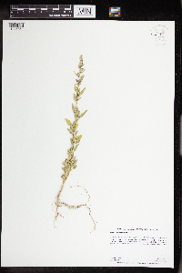 Chenopodium pratericola image