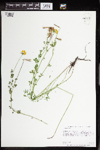 Lotus corniculatus image
