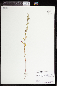 Chenopodium pratericola image