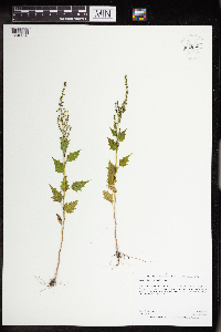 Chenopodium simplex image