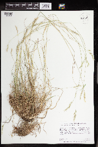 Danthonia spicata image