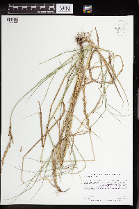 Elymus repens image
