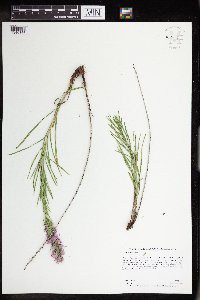 Liatris punctata image