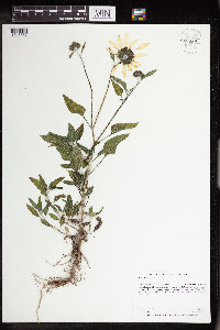 Helianthus annuus image