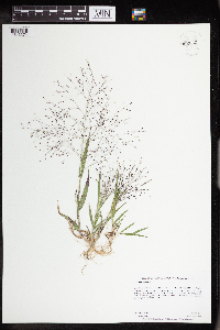 Panicum capillare image