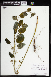 Image Associated With the Occurrence