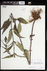 Verbena hastata image