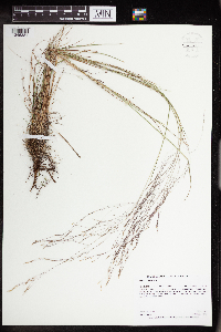 Agrostis scabra image