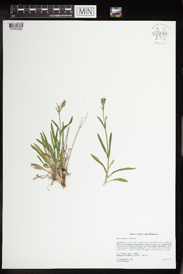 Silene hitchguirei image