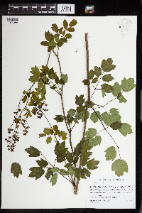 Thalictrum revolutum image