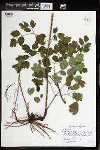 Thalictrum revolutum image