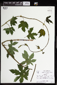 Humulus lupulus image
