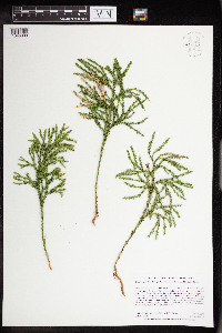 Dendrolycopodium hickeyi image