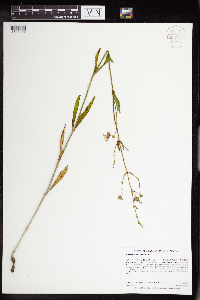 Mirabilis albida image