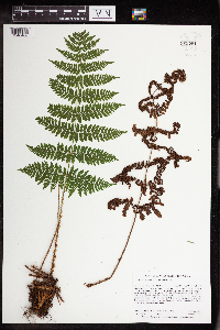 Dryopteris intermedia image