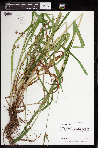 Scirpus hattorianus image
