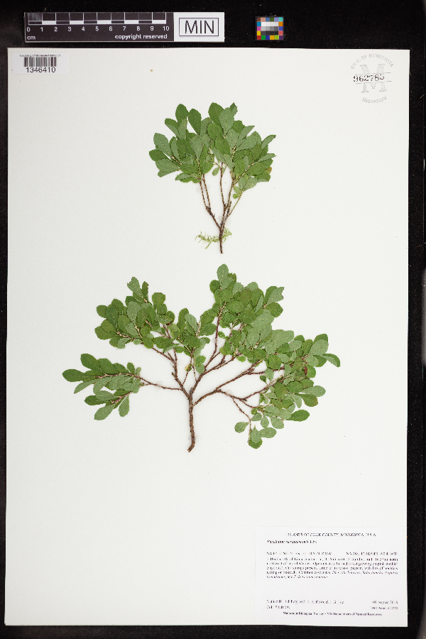 Vaccinium caespitosum image