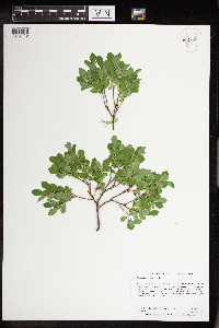 Image of Vaccinium caespitosum