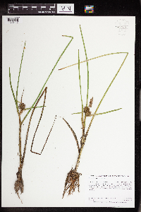 Sparganium emersum image