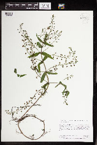 Thumbnail image of current specimen