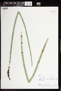 Equisetum x ferrissii image