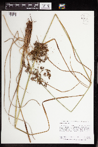 Scirpus atrocinctus image