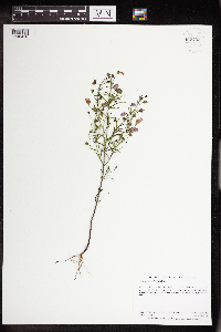 Agalinis tenuifolia image