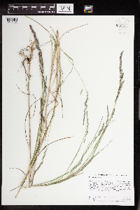 Muhlenbergia mexicana image