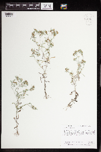 Gnaphalium uliginosum image