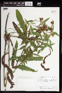 Centaurea x moncktonii image