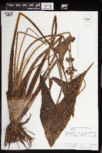 Sagittaria latifolia image
