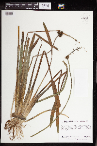 Sagittaria rigida image