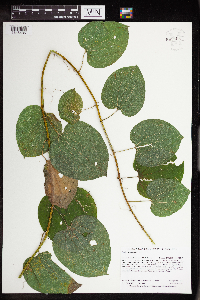 Smilax lasioneura image