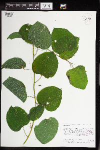 Smilax lasioneura image