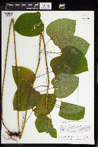 Smilax lasioneura image