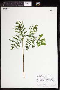thumbnail image of current specimen