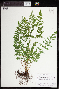 Cystopteris tenuis image
