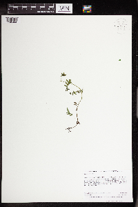 Ellisia nyctelea image