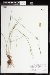 Agropyron cristatum image