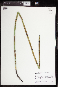 Equisetum x ferrissii image