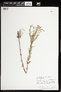 Epilobium densum image