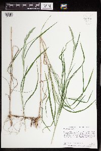 Muhlenbergia mexicana image