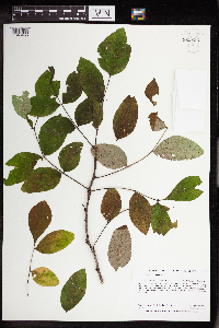 Zanthoxylum americanum image