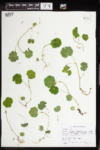 Media resource of Hydrocotyle americana