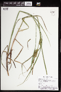 Carex utriculata image