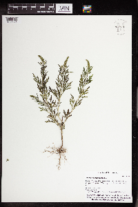 Ambrosia artemisiifolia image