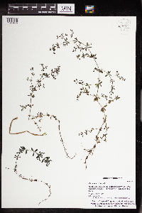 Galium tinctorium image