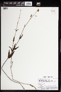 Thumbnail image of current specimen