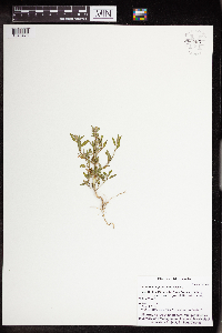 Chenopodium pratericola image